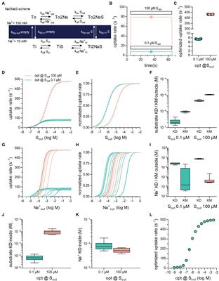 Optimizing the Substrate Uptake Rate of Solute Carriers